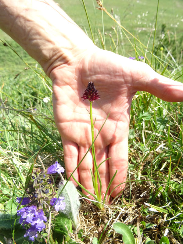 Nigritella rhellicani